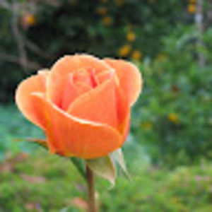 Meet your Posher, Annie